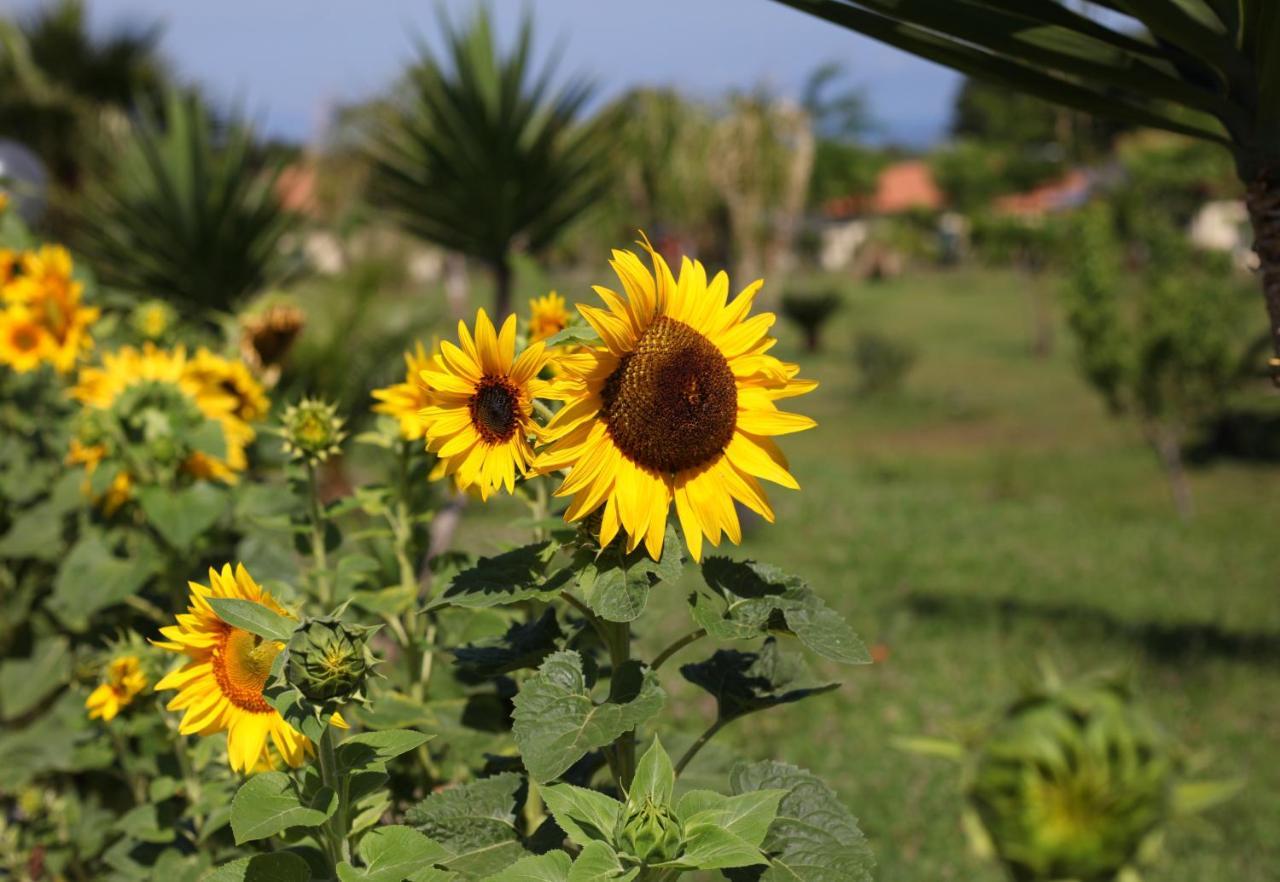 Agriturismo Ninea ริกาดี ภายนอก รูปภาพ